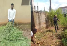Police uncover marijuana plantation in Abuja, arrest owner