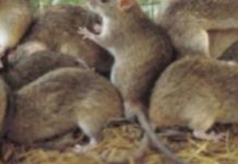 Lassa Fever: Nigeria’s death toll rises