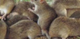Lassa Fever: Nigeria’s death toll rises