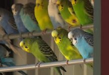 NESREA hands over 25 seized exotic birds to Kano zoo