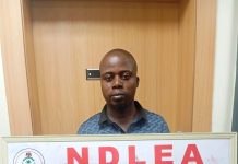 NDLEA Foils Attempts to Traffic Drugs Abroad, Seizes Large Consignments