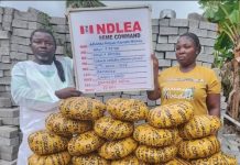 NDLEA Intercepts Cocaine Shipment, Nabs Pastor and Wife for Drug Trafficking