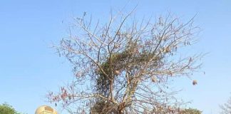 Operation Hadin Kai Troops Crush Terrorist Cells in Timbuktu, Bulabulin Forests