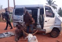 Ogun Police Arrest Two Suspected Cattle Rustlers, Recover N1.7m Cow, Vehicle