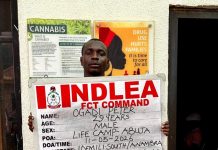 NDLEA Seizes UK, Australia-Bound Drugs, Destroys 65,000kg Cannabis Farms in Nationwide Raids