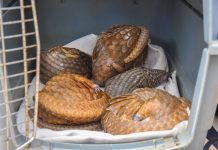 Customs Intercepts Five Live Pangolins In Ogun, Hands Over To Conservation Centre
