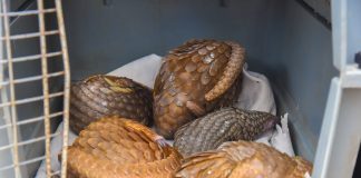 Customs Intercepts Five Live Pangolins In Ogun, Hands Over To Conservation Centre