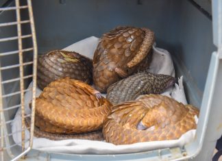 Customs Intercepts Five Live Pangolins In Ogun, Hands Over To Conservation Centre